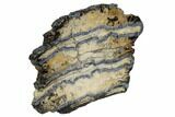 Mammoth Molar Slice With Case - South Carolina #106482-2